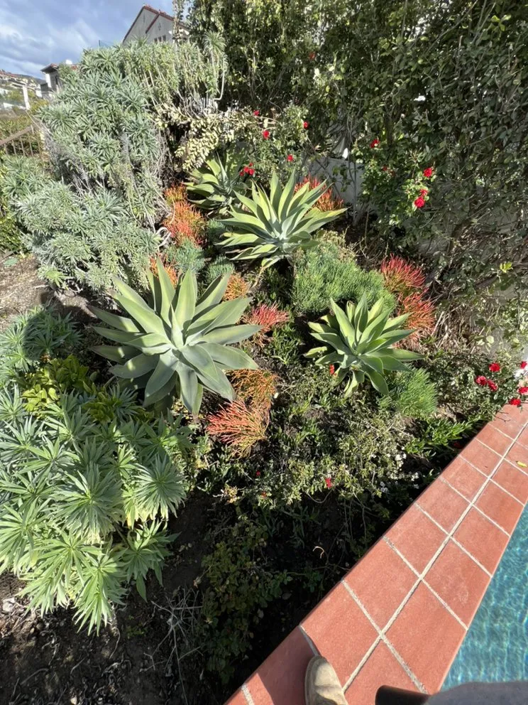 Local yard cleanup service experts serving Laguna Niguel, CA - Natree Landscape