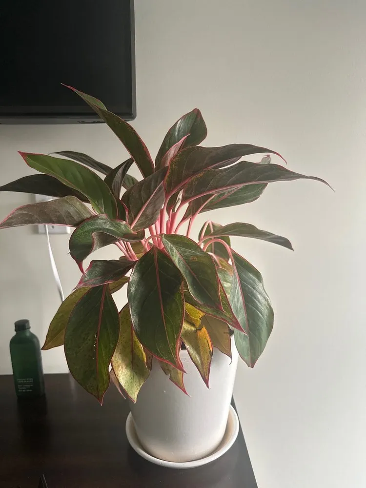 Trusted lawn mowing service with custom design in Brooklyn, NY by Natty Garden