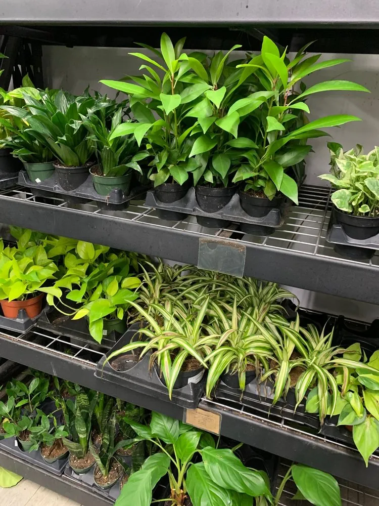 Reliable yard cleanup service in Brooklyn, NY by Natty Garden