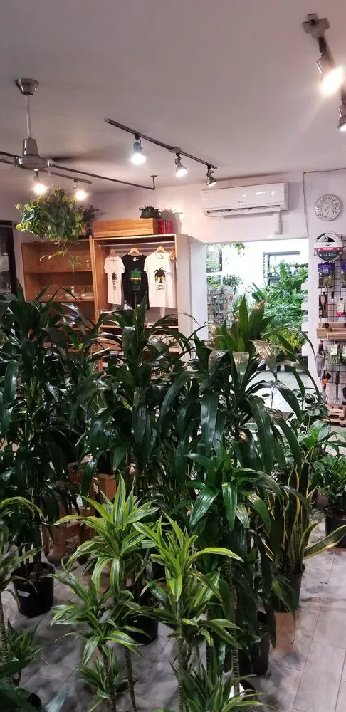 Local yard maintenance for outdoor upgrades in Brooklyn, NY by Natty Garden