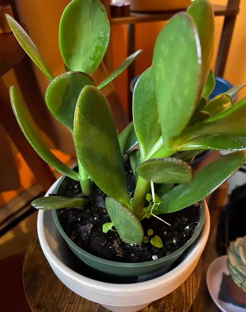 Professional yard maintenance in Brooklyn, NY by Natty Garden