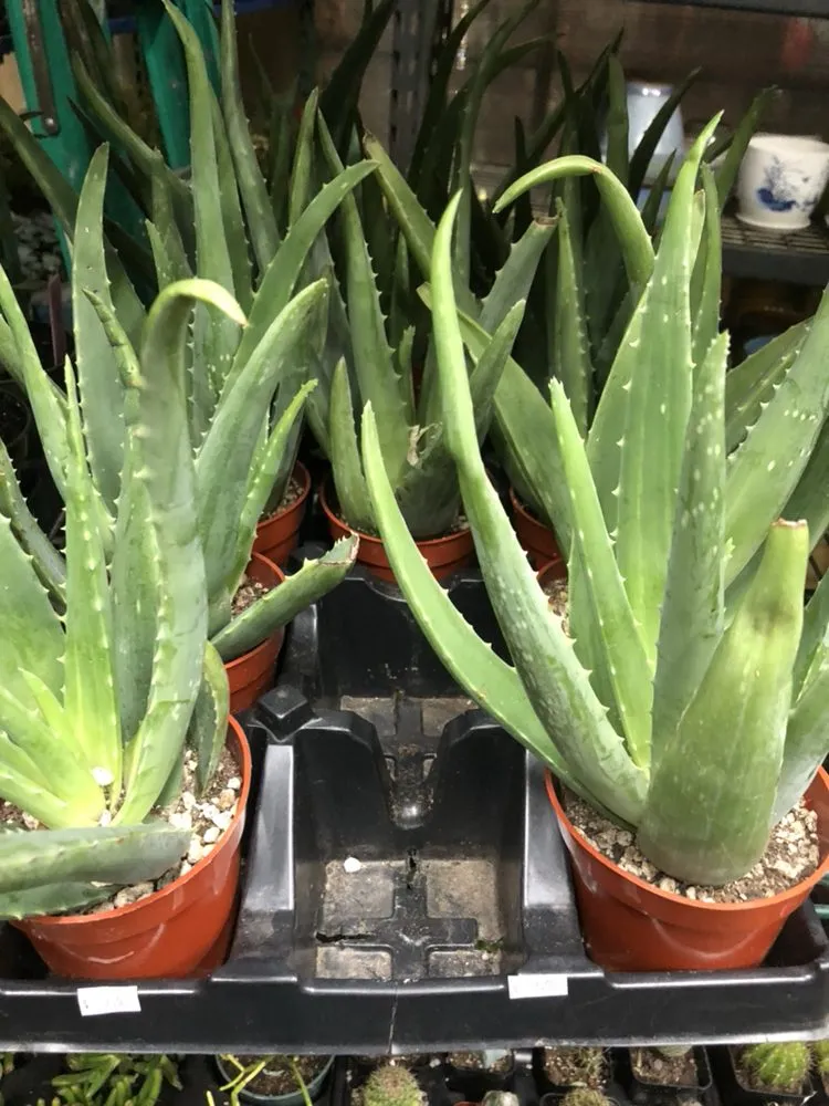 Professional yard maintenance in Brooklyn, NY by Natty Garden