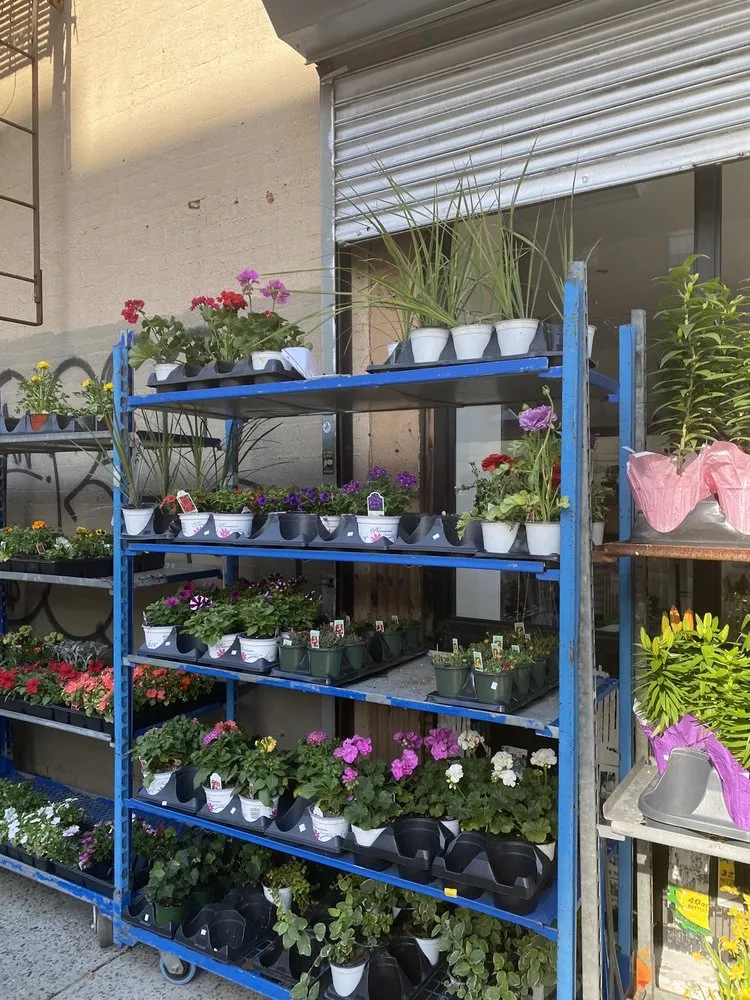 Custom yard cleanup service in Brooklyn, NY by Natty Garden