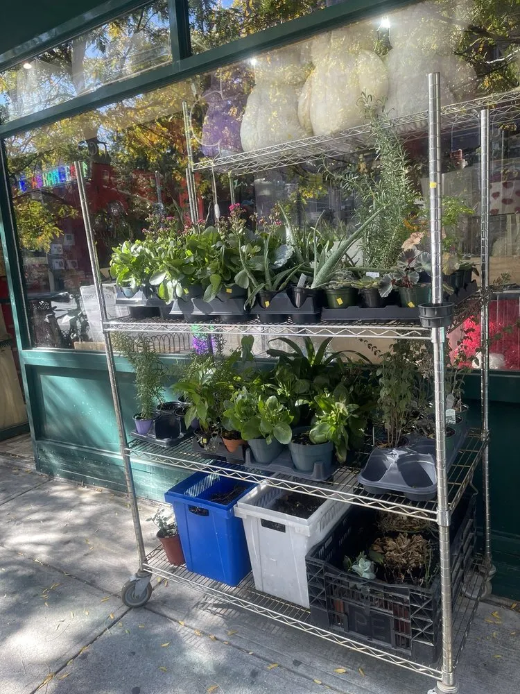 Local yard maintenance for year-round maintenance across Brooklyn, NY - Natty Garden