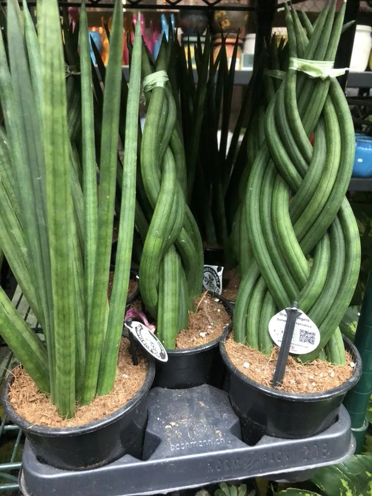 Local yard maintenance in Brooklyn, NY by Natty Garden