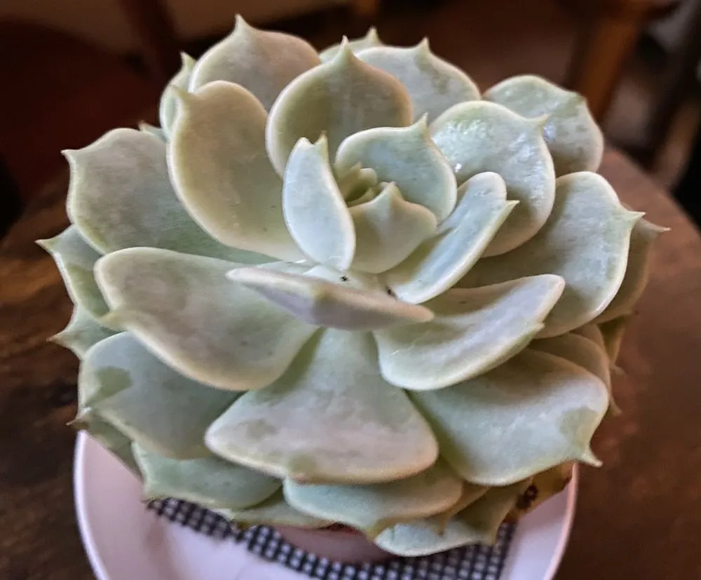 Reliable landscape design for beautiful yards in Brooklyn, NY by Natty Garden