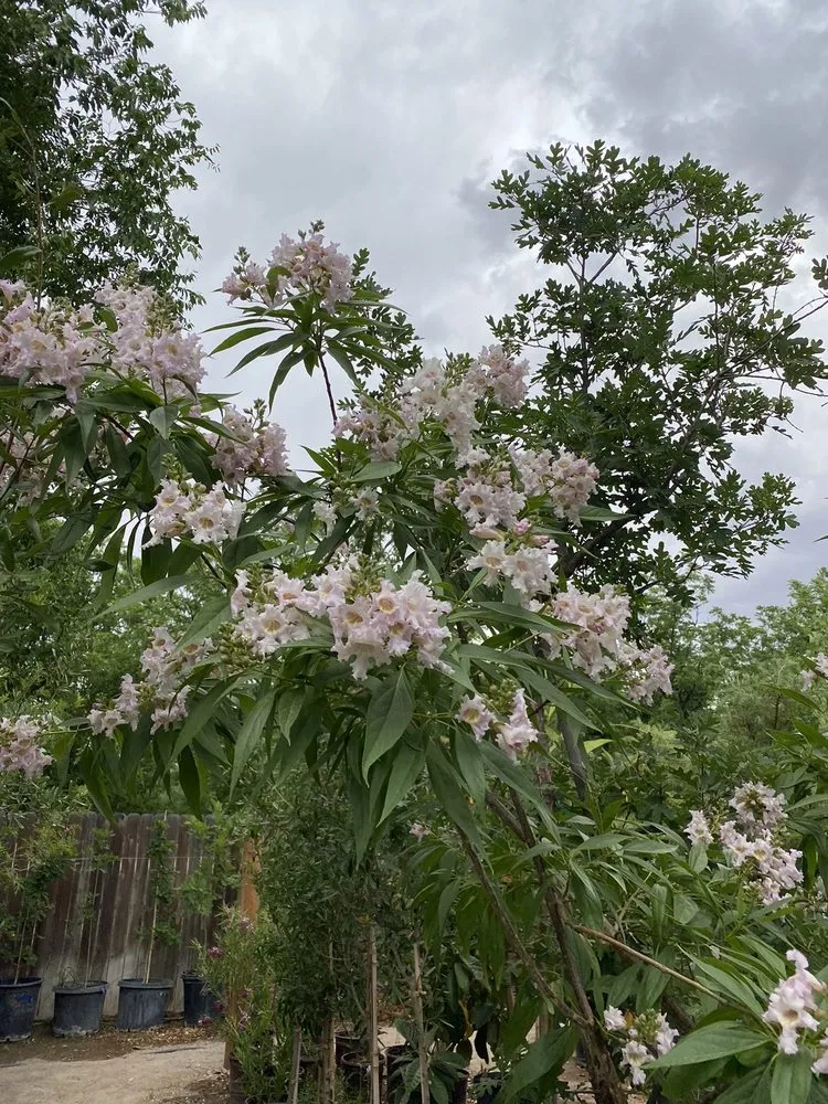 Reliable yard cleanup service in Las Cruces, NM by Natura Greenhouse