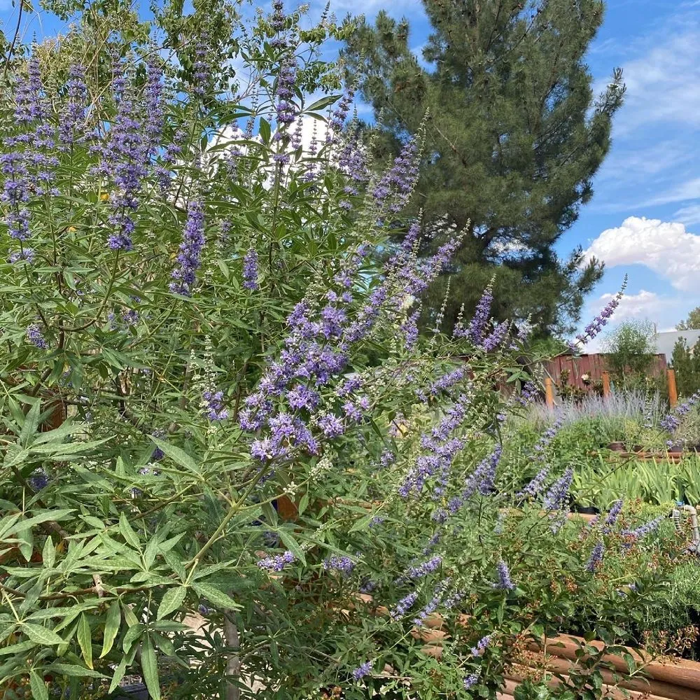 Trusted outdoor landscaping in Las Cruces, NM by Natura Greenhouse