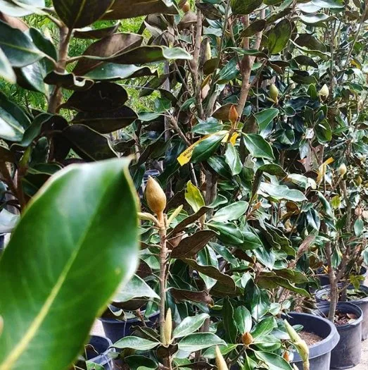 Trusted lawn mowing service experts serving Las Cruces, NM - Natura Greenhouse