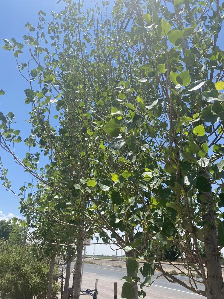 Reliable landscaping services in Las Cruces, NM by Natura Greenhouse