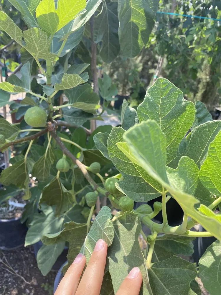 Custom landscape installation in Las Cruces, NM by Natura Greenhouse