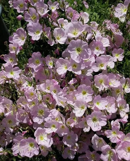 Top-rated outdoor landscaping with custom design across Las Cruces, NM - Natura Greenhouse