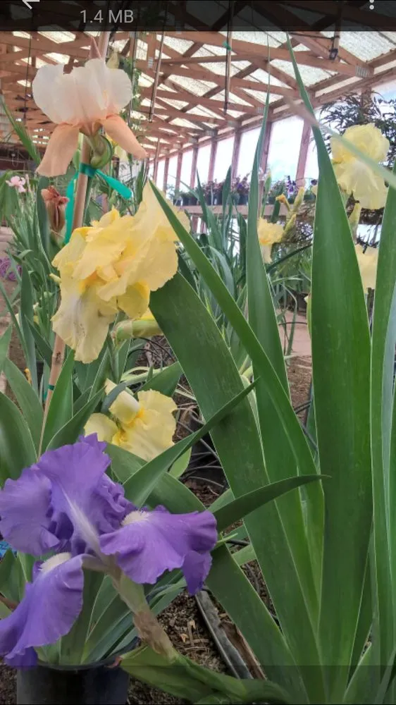 Reliable lawn mowing service for residential properties across Las Cruces, NM - Natura Greenhouse