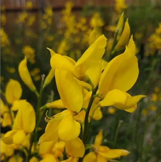 Top-rated outdoor landscaping for homes in Las Cruces, NM by Natura Greenhouse