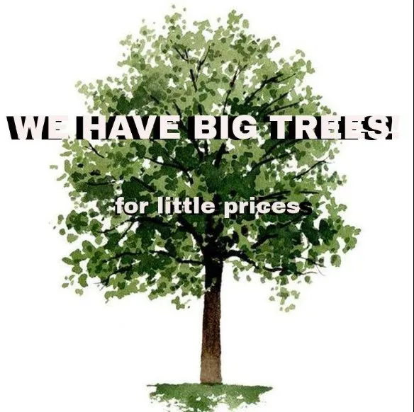 Affordable landscape design for outdoor upgrades across Las Cruces, NM - Natura Greenhouse