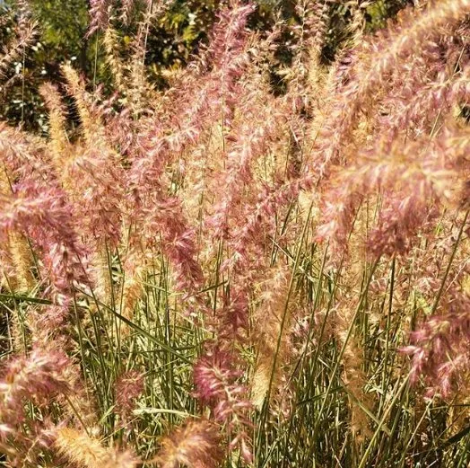 Local yard maintenance in Las Cruces, NM by Natura Greenhouse