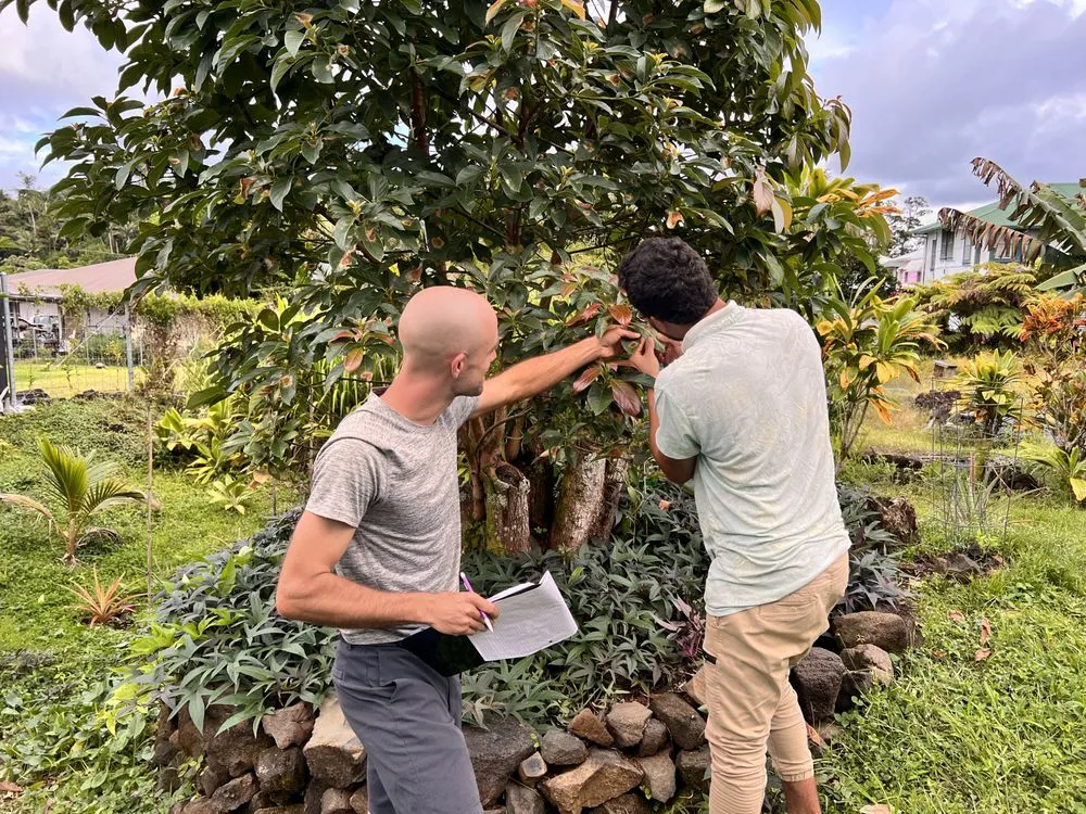 Affordable landscaping services for beautiful yards across Papaikou, HI - Natural Abundance