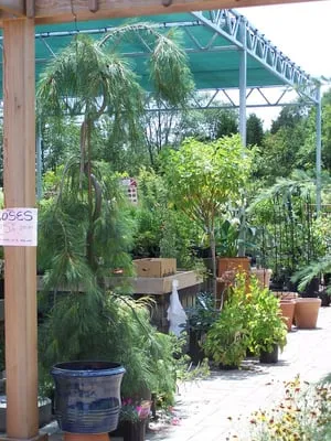Natural Art Garden Center Logo