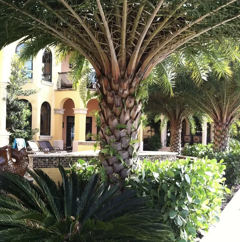 Expert yard maintenance in Davie, FL - Natural Art Landscape & Design