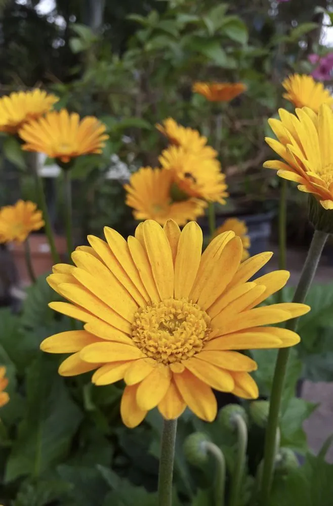 Expert lawn mowing service in Davie, FL by Natural Art Landscape & Design