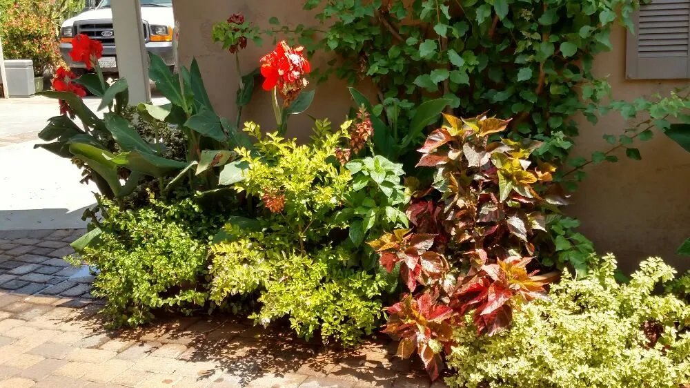 Reliable yard maintenance in San Diego, CA by Natural Aspect Gardenscape