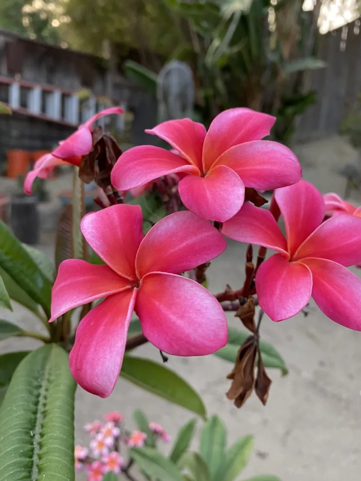 Professional lawn mowing service in San Diego, CA - Natural Aspect Gardenscape