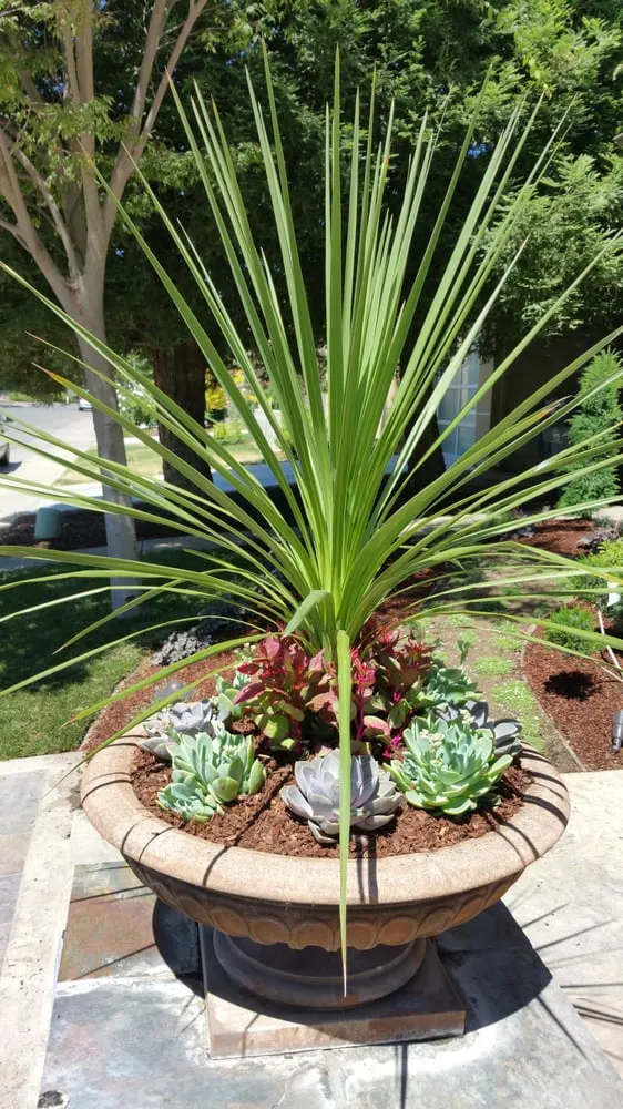 Custom residential landscaping experts serving Foothills, CA - Natural Beauty Landscape Design and Consulting