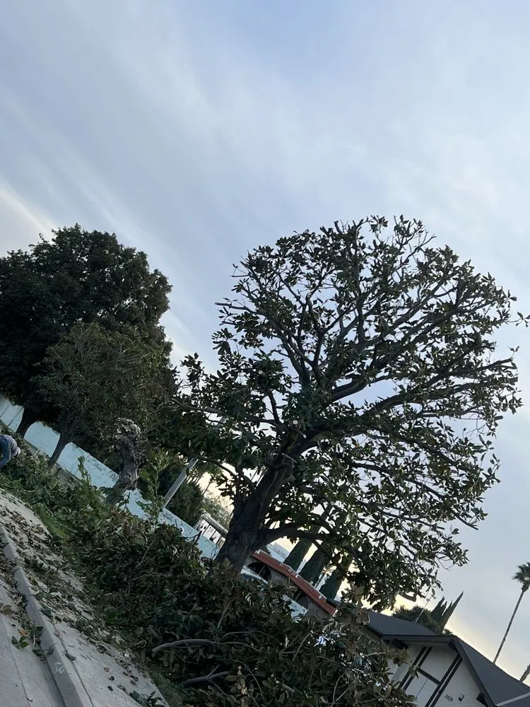 Custom landscape installation in Livermore, CA by Natural Care Maintenance