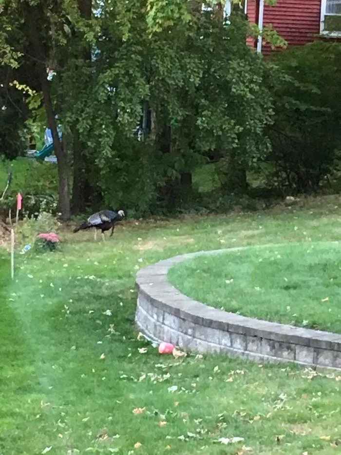 Trusted yard maintenance for homes across Newington, CT - Natural Choice Lawn & Tree Care