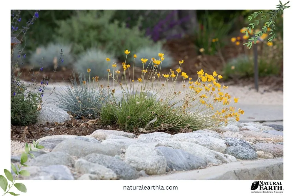 Custom yard cleanup service experts serving Claremont, CA - Natural Earth