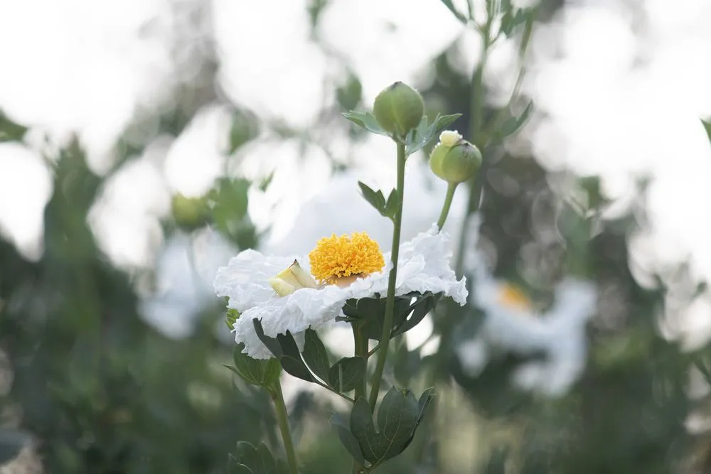 Reliable landscape design in Claremont, CA - Natural Earth