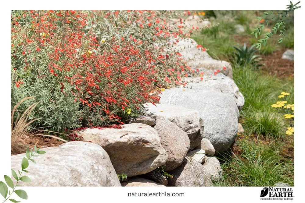 Trusted yard maintenance in Claremont, CA by Natural Earth