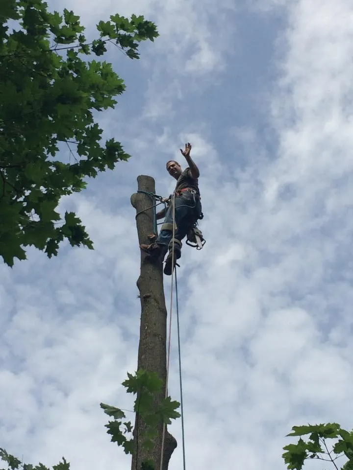Local yard maintenance in Kirkwood, NY - Natural Expressions Tree and Landscape