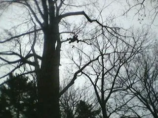 Expert residential landscaping in Kirkwood, NY by Natural Expressions Tree and Landscape