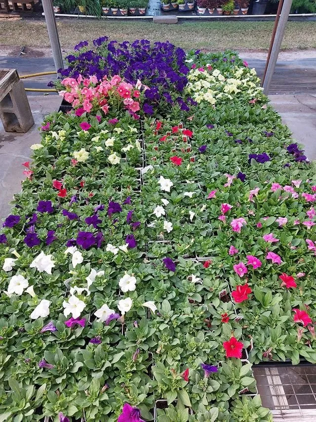 Trusted yard maintenance in Jennings, LA - Natural Garden And Nursery