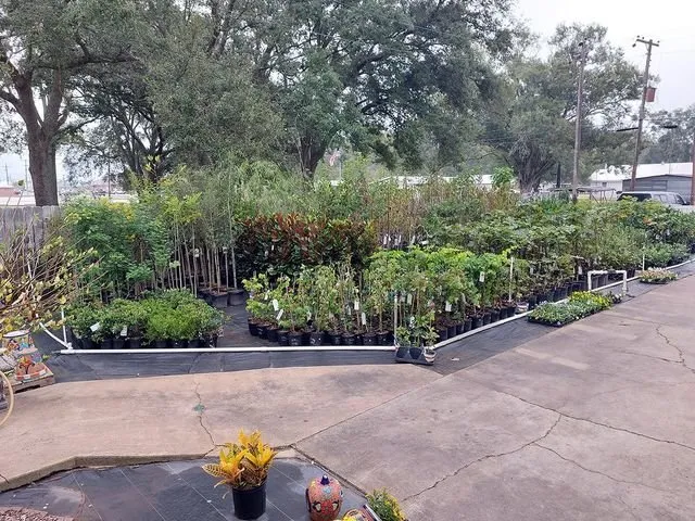 Reliable landscaping services experts serving Jennings, LA - Natural Garden And Nursery