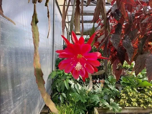 Natural Garden And Nursery