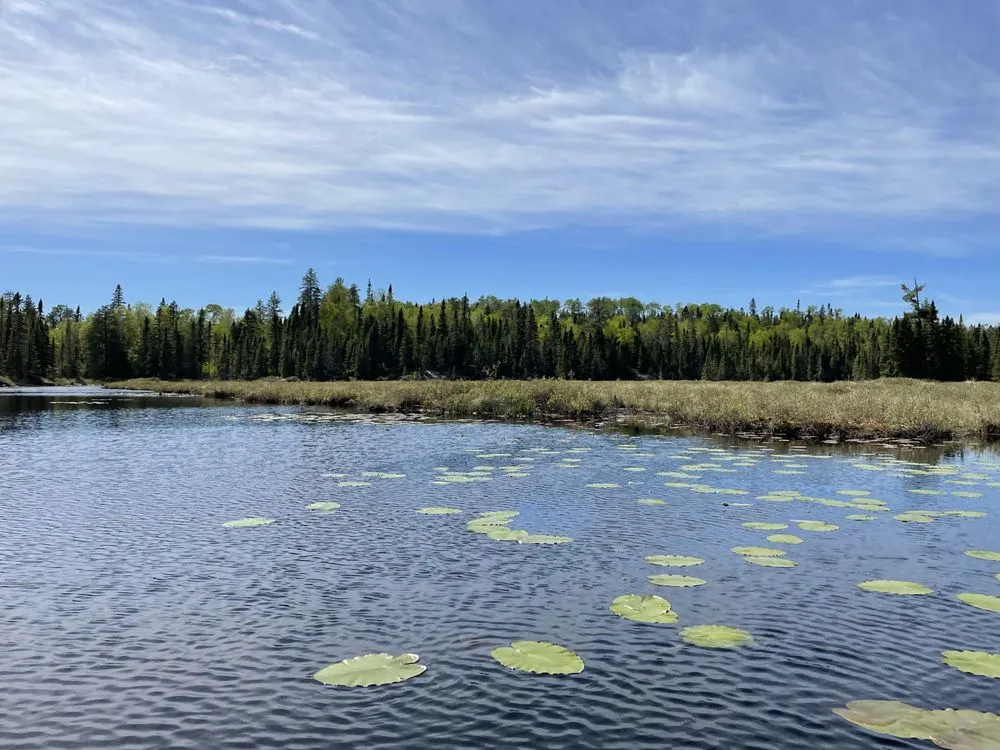 Expert yard cleanup service near you across Wayzata, MN - Natural Garden Solutions