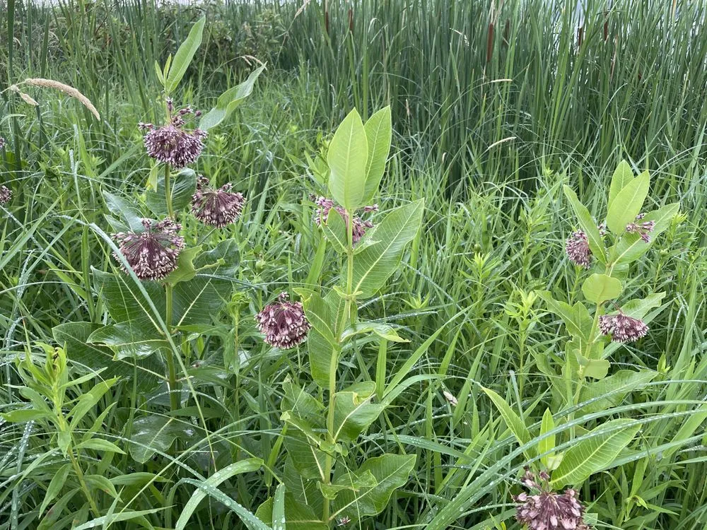 Top-rated lawn care service experts serving Wayzata, MN - Natural Garden Solutions