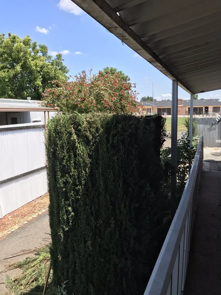 Local yard cleanup service experts serving Sacramento, CA - Natural Green Gardening