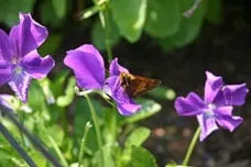 Top-rated landscaping services for residential properties across Avon, MA - Natural Green Tree and Lawn