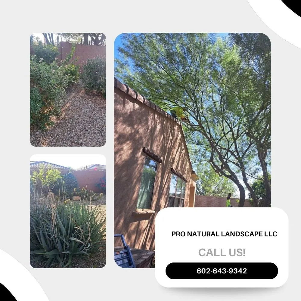 Top-rated landscape design for outdoor upgrades across Bonita Springs, FL - Natural Landscape