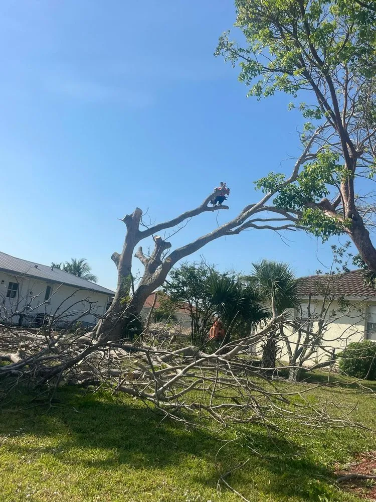 Reliable yard maintenance in Bonita Springs, FL - Natural Landscape