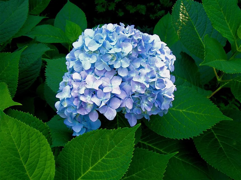 Professional landscape installation near you across Dedham, MA - Natural Landscape