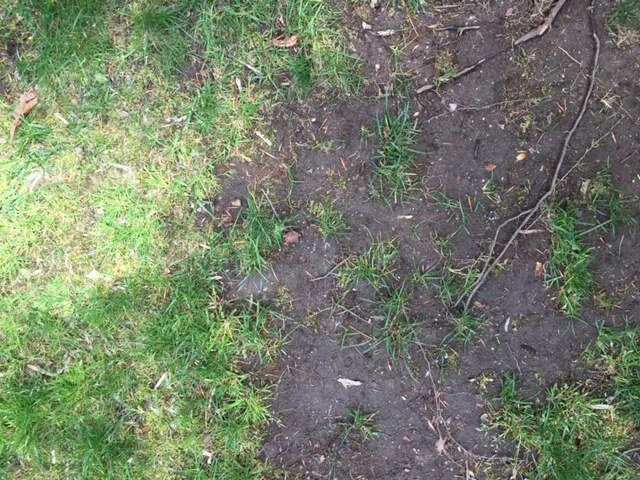 Trusted lawn care service in Norwalk, CT - Natural Lawn of America