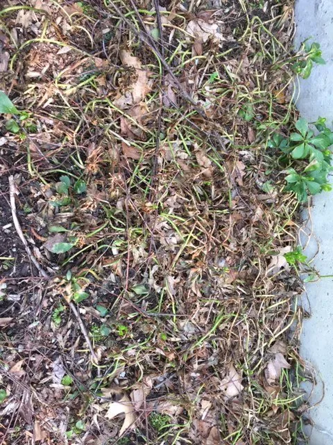 Local lawn care service in Norwalk, CT by Natural Lawn of America