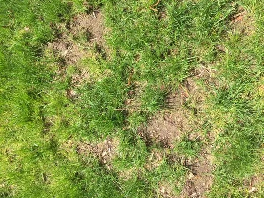 Natural Lawn of America Logo