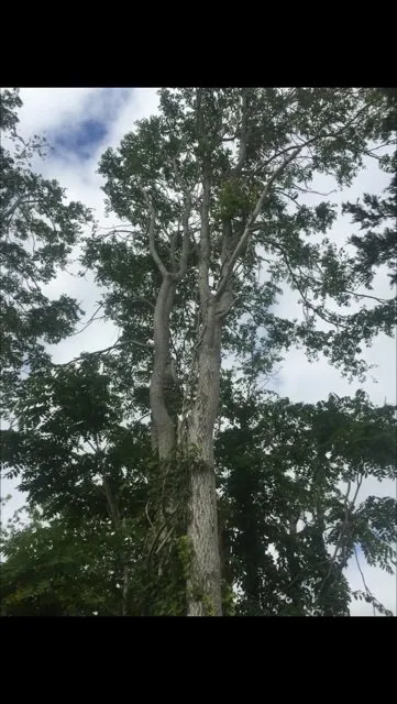 Expert residential landscaping in Hampton Bays, NY by Natural Maple Landscaping