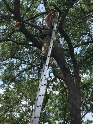 Natural Path Landscaping Logo