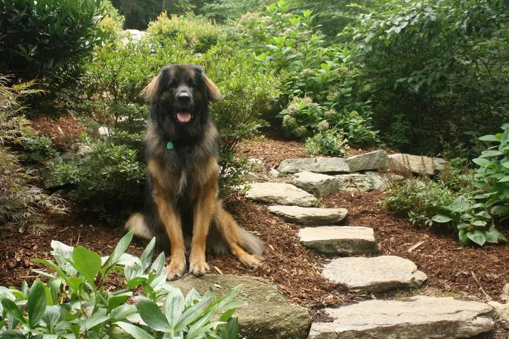 Reliable landscape design in Asheville, NC - Natural Scapes